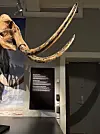 Plakat med hvit tekst. Foran står det en mamutt, vi ser hodet og de lange hornene.