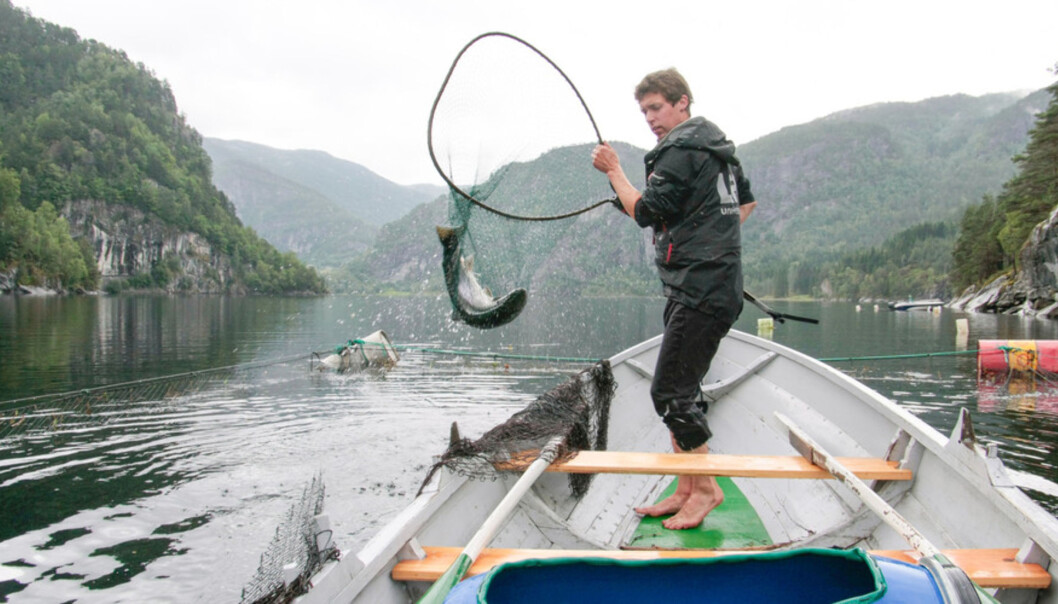 Lakseforskning er kun ett av områdene den nye institusjonen skal forske på. Foto: Dag Hellesund Lakseforskning er kun ett av områdene den nye institusjonen skal forske på. Foto: Dag Hellesund