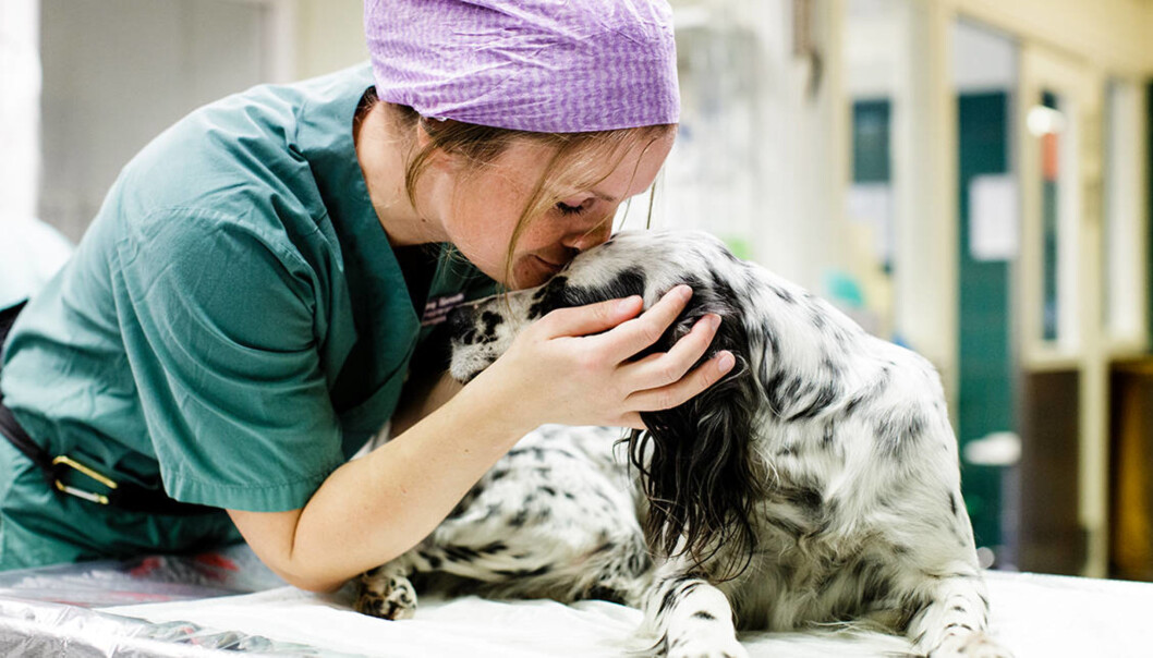 Bilde fra den gang smådyrklinikken ved Veterinærhøgskolen var på Adamstuen. Vi ser dyrepleier Ingeborg Sjurseth sammen med sin egen hund Indy. Sjurseth er utdannet ved landets minst likestilte utdanningsområde. Bilde fra den gang smådyrklinikken ved Veterinærhøgskolen var på Adamstuen. Vi ser dyrepleier Ingeborg Sjurseth sammen med sin egen hund Indy. Sjurseth er utdannet ved landets minst likestilte utdanningsområde.