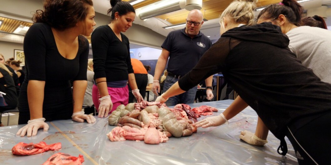 Høgskolelektor Hans Inderhaug lærer sykelpeiestudentene om anatomi ved hjelp av griseinnvoller og sauehjerter. Foto: Arild J. Waagbø Høgskolelektor Hans Inderhaug lærer sykelpeiestudentene om anatomi ved hjelp av griseinnvoller og sauehjerter. Foto: Arild J. Waagbø
