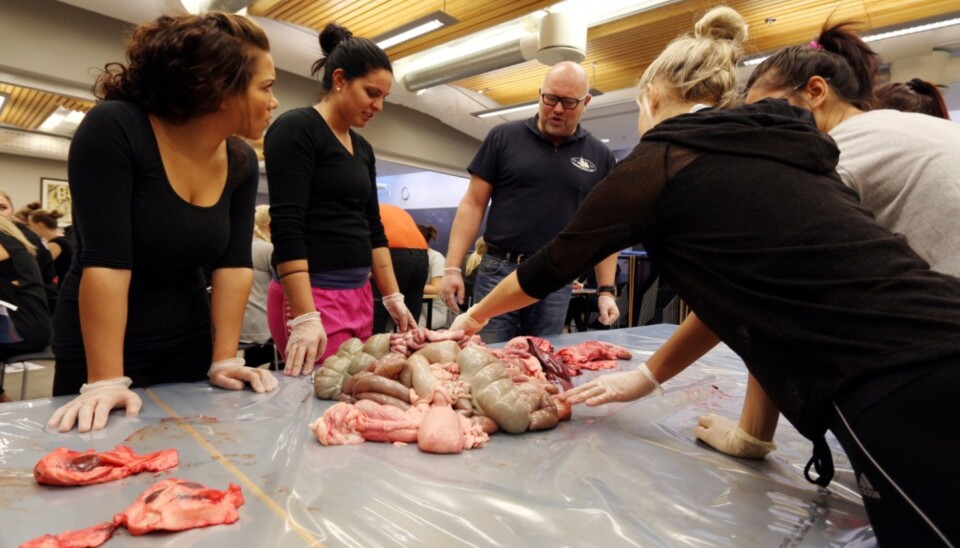 Høgskolelektor Hans Inderhaug lærer sykelpeiestudentene om anatomi ved hjelp av griseinnvoller og sauehjerter. Foto: Arild J. Waagbø