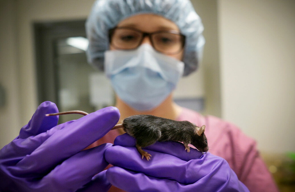 HiOA-forskar Cecilie Morland, trener mus for å finne ut kva trening før og etter eit eventuelt hjerneslag, har å seie. Foto: Ketil Blom Haugstulen