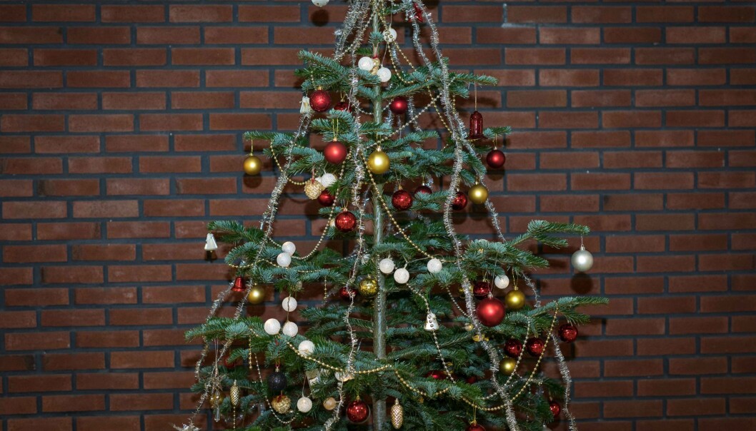 Det vanligste juletreet er vanlig, norsk gran, men edelgran (som på bildet) og fjelledelgran har blitt veldig populære de senere årene. Det vanligste juletreet er vanlig, norsk gran, men edelgran (som på bildet) og fjelledelgran har blitt veldig populære de senere årene.