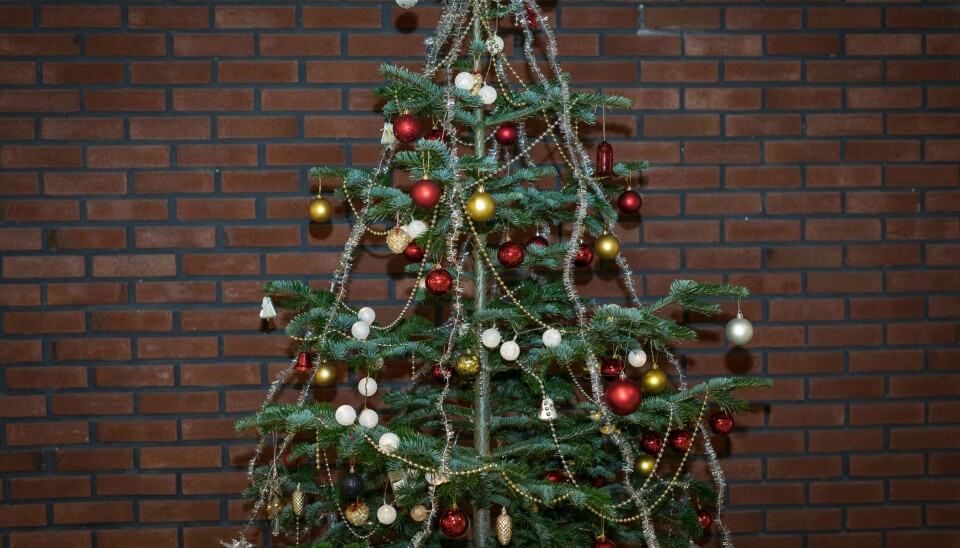 Det vanligste juletreet er vanlig, norsk gran, men edelgran (som på bildet) og fjelledelgran har blitt veldig populære de senere årene.