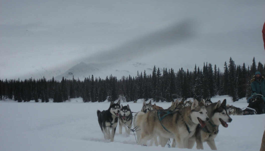 Iditarod. Foto: David Weekly/Flickr Iditarod. Foto: David Weekly/Flickr