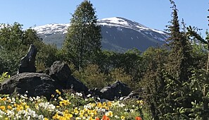 Tromsø arktisk-alpine botaniske hage er en del av det som nå har fått det lange navnet Norges arktiske universitetsmuseum og akademi for kunstfag. Tromsø arktisk-alpine botaniske hage er en del av det som nå har fått det lange navnet Norges arktiske universitetsmuseum og akademi for kunstfag.