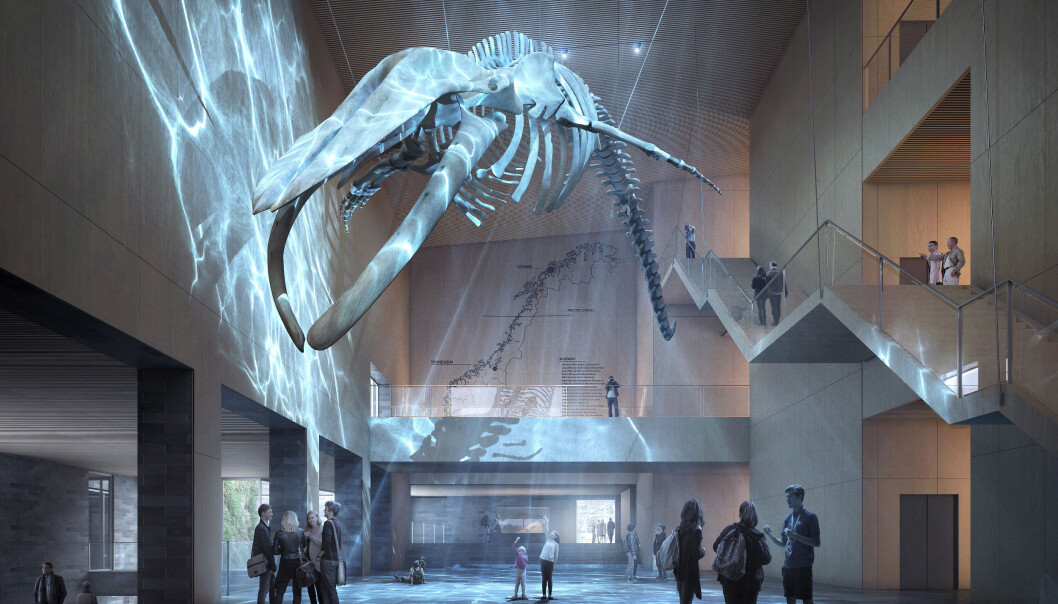 Det skal endelig bli plass til museets store blåhvalskjelett, som nå er utlånt til et museum i Japan. Illustrasjon: Henning Larsen Architects Det skal endelig bli plass til museets store blåhvalskjelett, som nå er utlånt til et museum i Japan. Illustrasjon: Henning Larsen Architects