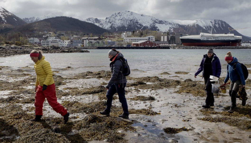 Desentrale barnehagelærerstudenter, ved utdanningen levert av Nord universitet i Vesterålen. Her på ekskursjon i sjøkanten på Stokmarknes. Desentrale barnehagelærerstudenter, ved utdanningen levert av Nord universitet i Vesterålen. Her på ekskursjon i sjøkanten på Stokmarknes.