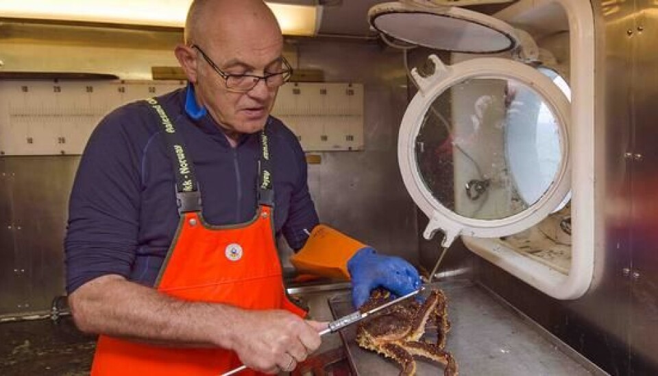 Forsker Jan H. Sundet måler kongekrabbe. Foto: Havforskningsinstituttet