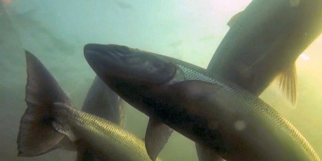 Forskere advarte mot å skattlegge havbruksnæringen, men var selv sponset av næringen. Arkivfoto: Dag Hellesund Forskere advarte mot å skattlegge havbruksnæringen, men var selv sponset av næringen. Arkivfoto: Dag Hellesund