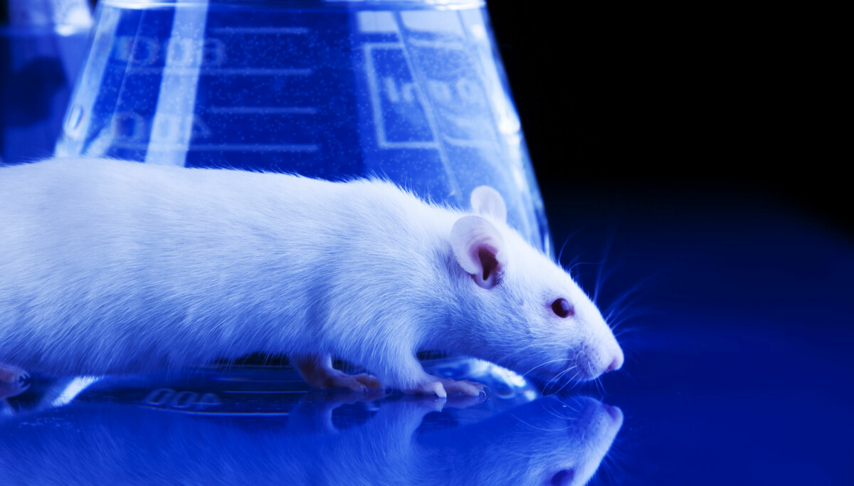 Almost all research involving the use of live animals could be banned