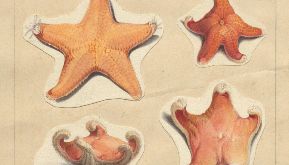 Et utsnitt av Schiertz’ akvarell med sjøstjerner fra Nordhavsekspedisjonen 1876-78. Foto: Seksjon for Spesialsamlinger, UB Bergen.