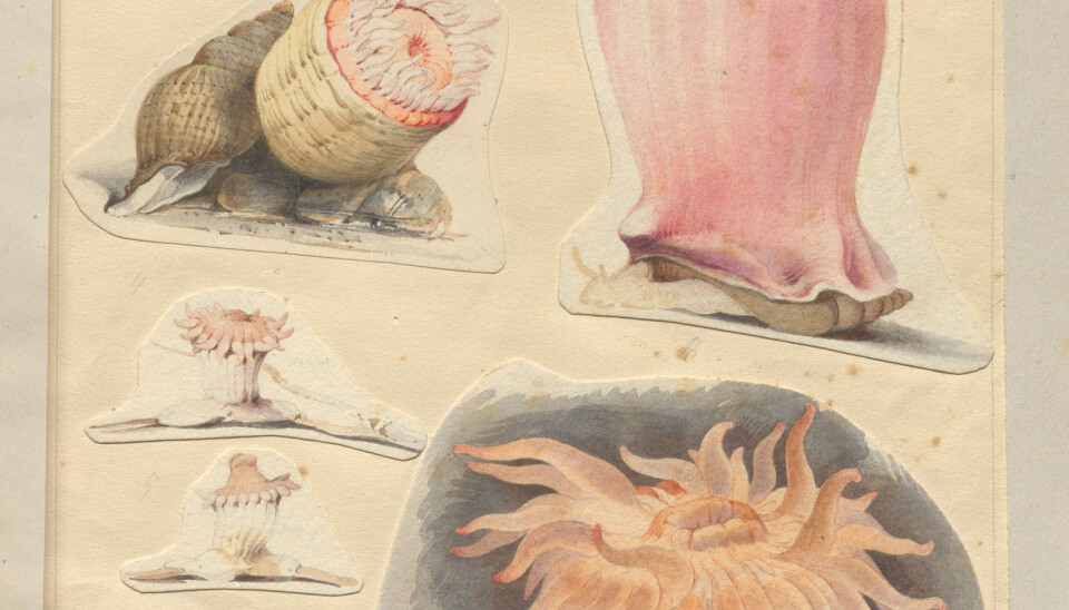 Akvarell med sjøanemoner av Schiertz. Merk den lille krabaten med tung bør oppe til høyre! ubb-ms-0510, Seksjon for Spesialsamlinger, UB Bergen.