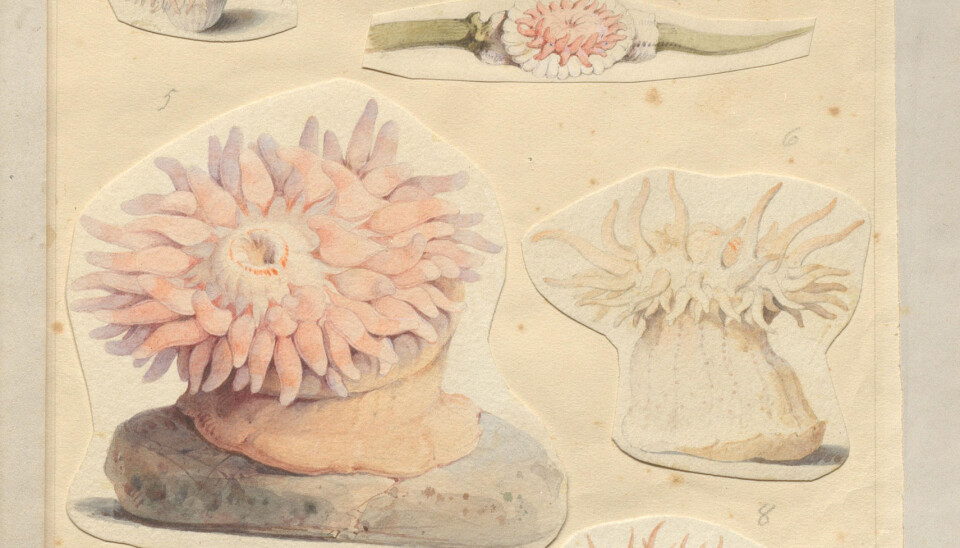 Detaljrike sjøanemoner i duse pastelltoner malt av Schiertz. ubb-ms-0510, Seksjon for Spesialsamlinger, UB Bergen.