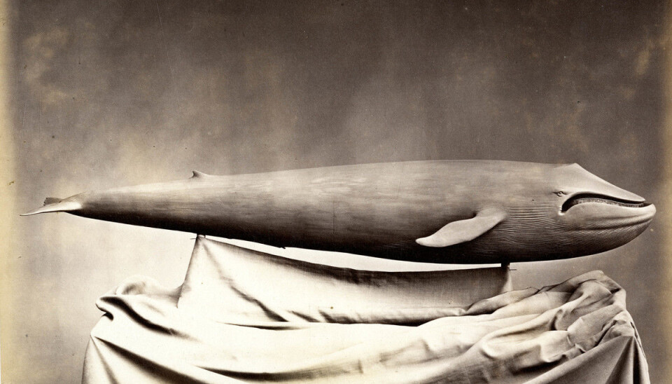 August Wilhelm Malms modell av blåhvalen som endte sine dager i skjærgården ved Gøteborg. Foto: J.P. Peterson.