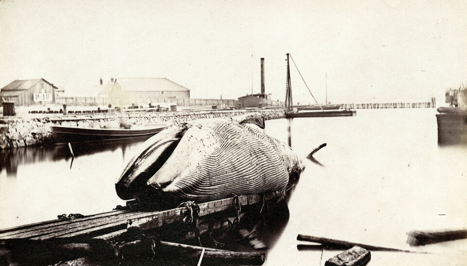 Blåhvalen i Gøteborg, november 1865. Foto: J.P. Peterson.