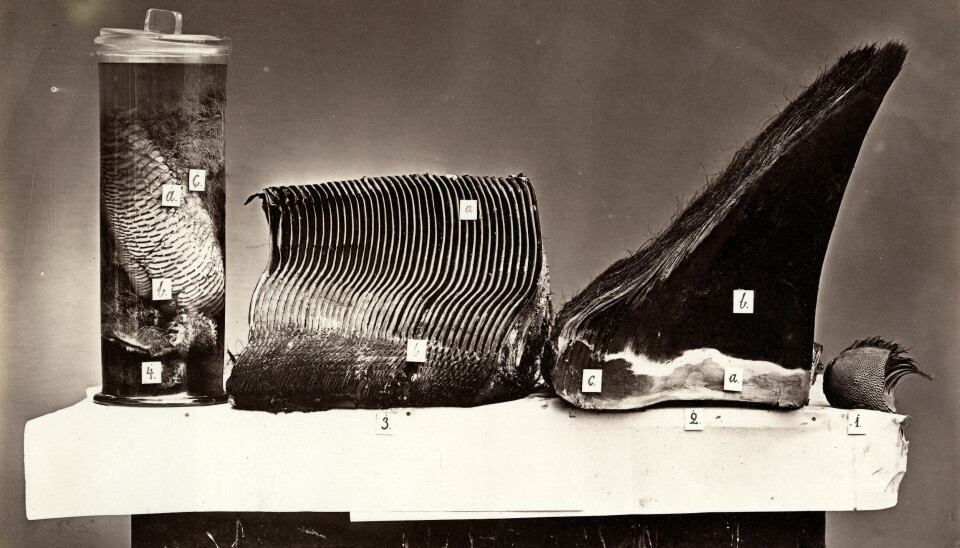 Fotograf Peterson dokumenterte hele dissekeringsprosessen av blåhvalen. Foto: J.P. Peterson.