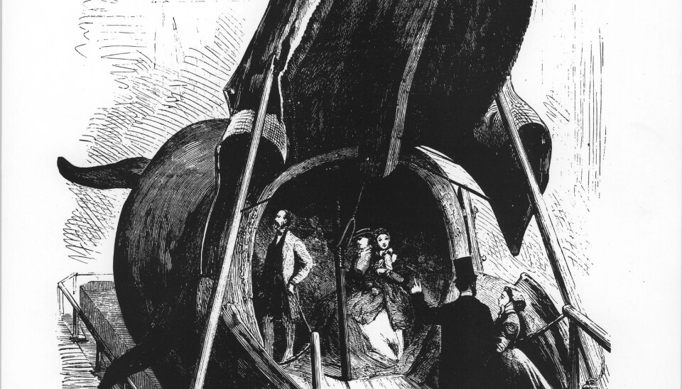 Den «Malmska valen», slik den ble utstilt i Gøteborg. Illustrasjon fra Gøteborgs Naturhistoriska Museum.