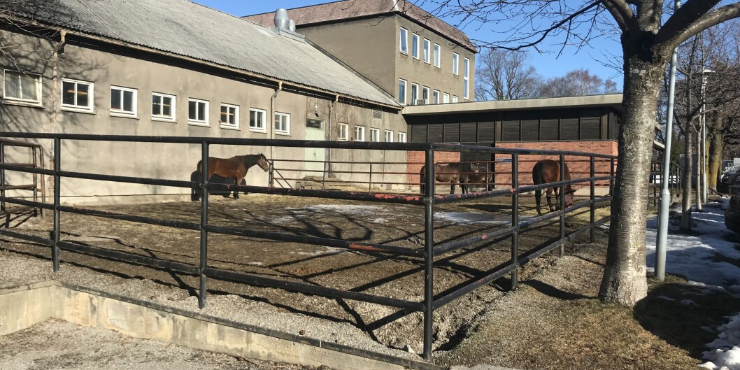 Hester i luftegård på Veterinærhøgskolen mars 2019. Foto: Eva Tønnessen Hester i luftegård på Veterinærhøgskolen mars 2019. Foto: Eva Tønnessen