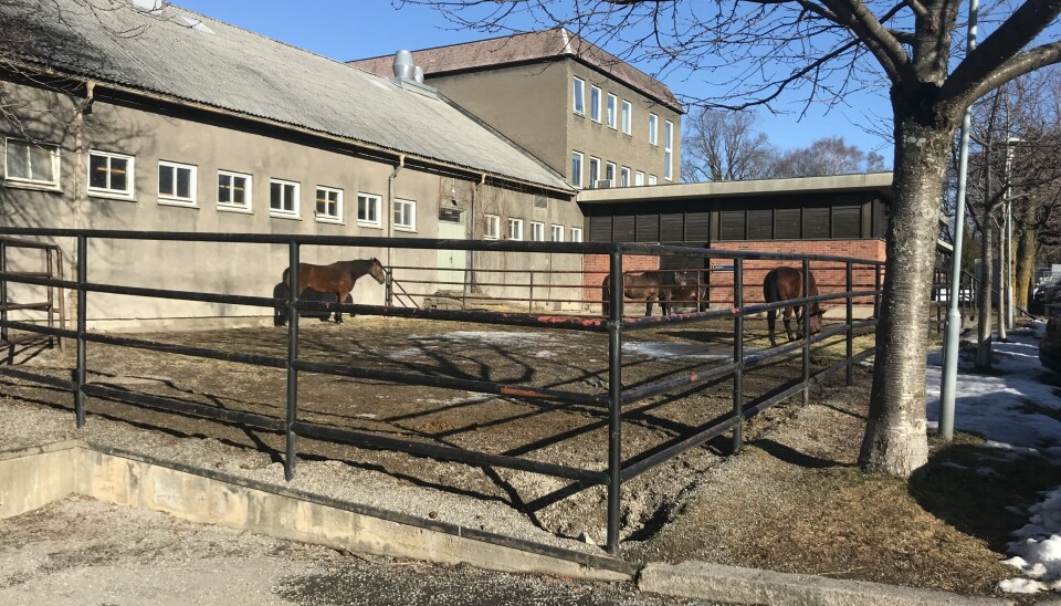 Hester i luftegård på Veterinærhøgskolen mars 2019. Foto: Eva Tønnessen