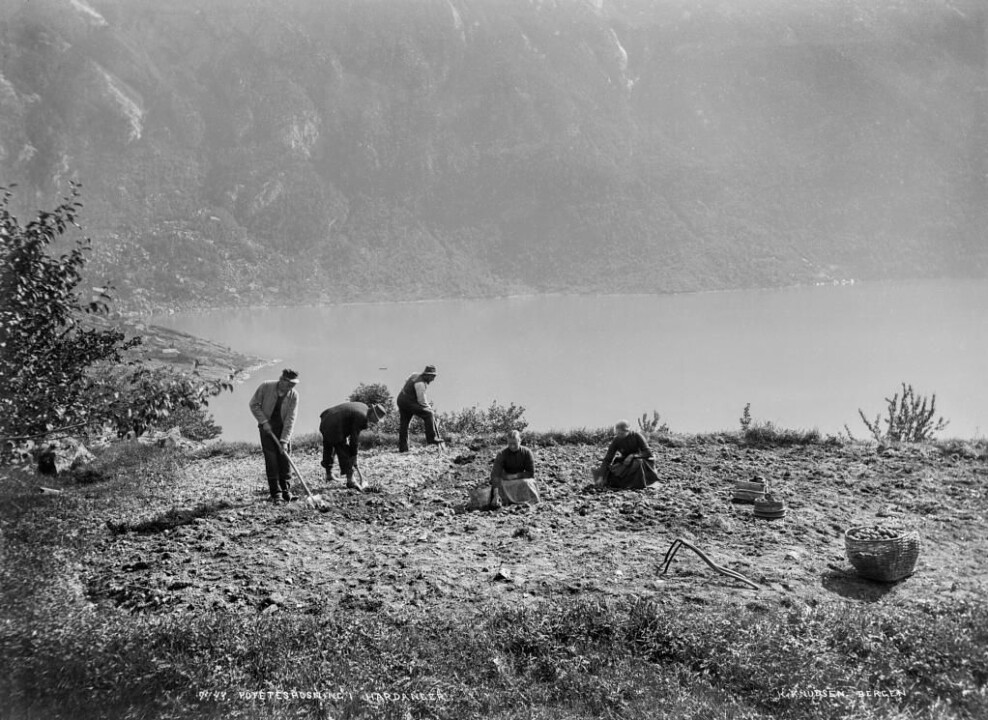 Potetopptaking i all sin vestlandsprakt (1892). Motivet er fra Tokheim, Sørfjorden i Hardanger og er hentet fra Knud Knudsens samlinger, Billedsamlingen, UiB.