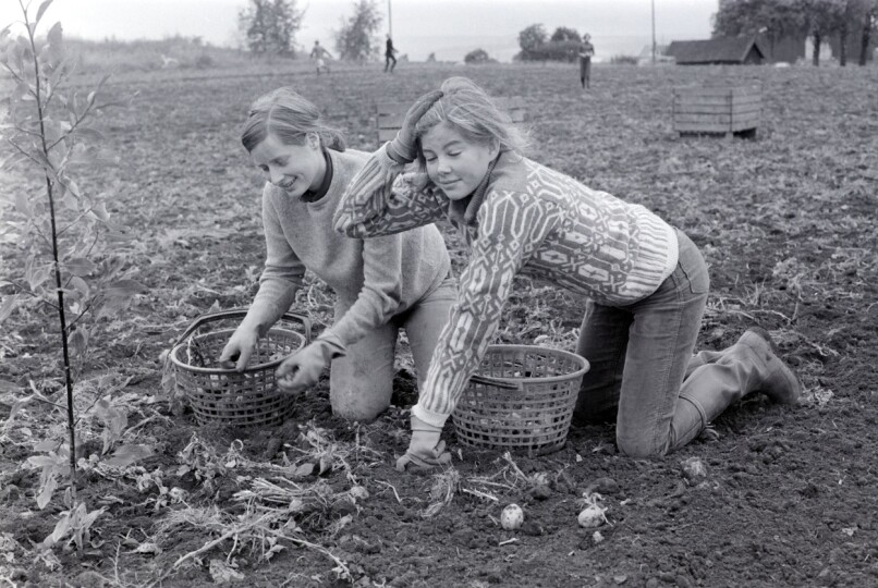 Tidlig opp, kaldt, møkkete og vondt i ryggen. Det var sånn en skikkelig potetferie var. Motivet er hentet fra en åker i Furnes i Ringsaker kommune, der artikkelforfatteren kommer fra. Udatert foto: Hamar Stiftstidende/Anno Domkirkeodden.