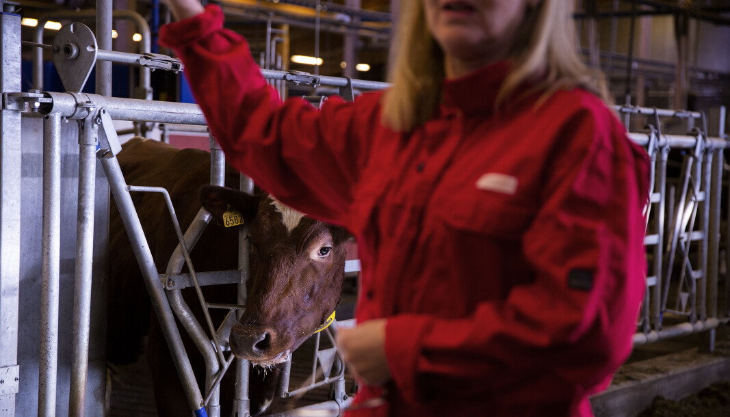 Svært rolig og avslappa stemning i fjøset til Senter for husdyrforsøk på NMBU. Svært rolig og avslappa stemning i fjøset til Senter for husdyrforsøk på NMBU.