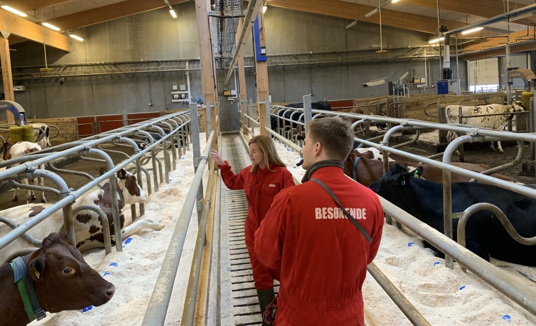 Åpen løsning i fjøset på Senter for husdyrforsøk. Åpen løsning i fjøset på Senter for husdyrforsøk.