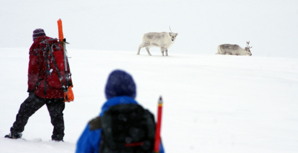 Feltarbeid står sentralt i undervisningen ved UNIS på Svalbard Feltarbeid står sentralt i undervisningen ved UNIS på Svalbard