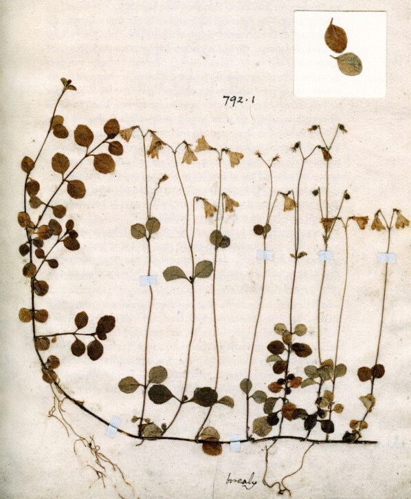 Linnea borealis, fra The Linnean Herbarium, Linnean Society of London. Gjengitt fra Broberg: Mannen som ordnade naturen. Linnea borealis, fra The Linnean Herbarium, Linnean Society of London. Gjengitt fra Broberg: Mannen som ordnade naturen.