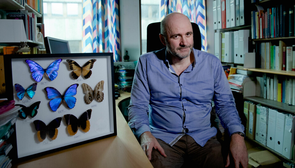 Professor Torgeir Skorgen poserer foran deler av sommerfugl-samlingen sin. — Vi kan ikke ha postkolonialisme som det eneste perspektivet på historien, sier han.