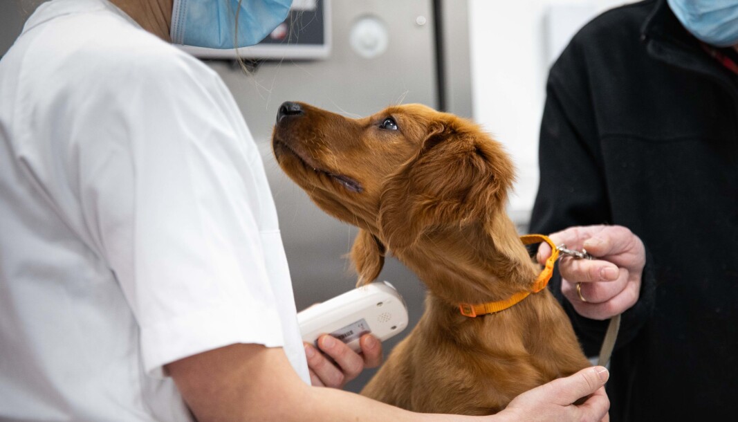 Et portforbud kan få alvorlige konsekvenser for dyr som trenger veterinærhjelp, påpeker NMBU i sitt høringssvar. Et portforbud kan få alvorlige konsekvenser for dyr som trenger veterinærhjelp, påpeker NMBU i sitt høringssvar.