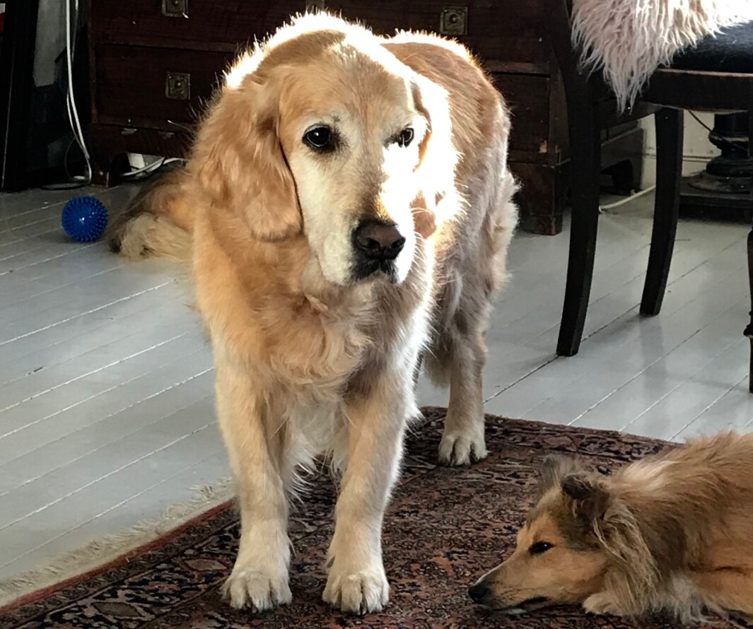 Golden retrieveren Alphi få uker før hun ble avlivet grunnet alvorlig kreft. (Alphi er journalist Eva Tønnessen sin egen hund). Golden retrieveren Alphi få uker før hun ble avlivet grunnet alvorlig kreft. (Alphi er journalist Eva Tønnessen sin egen hund).