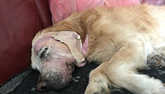 Nyoperert golden retriever, Alphi, etter fjerning av svulst. Kreften kom tilbake få måneder etterpå, og endte med avlivning. Nyoperert golden retriever, Alphi, etter fjerning av svulst. Kreften kom tilbake få måneder etterpå, og endte med avlivning.