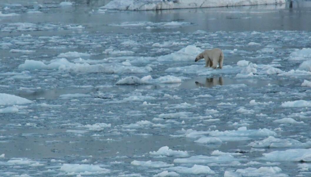 På Svalbard har Einang treft både fjellrev og denne karen her. På Svalbard har Einang treft både fjellrev og denne karen her.