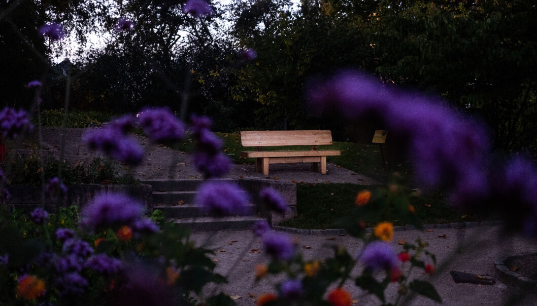 Den kontroversielle Carl Von Linné-benken i Botanisk hage er nå skiltet med utfyllende opplysninger om den kjente botanikerens virke. Den kontroversielle Carl Von Linné-benken i Botanisk hage er nå skiltet med utfyllende opplysninger om den kjente botanikerens virke.