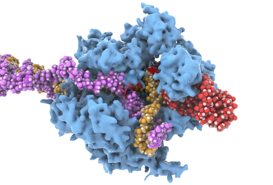 — En tilfeldig og grensesprengende oppdagelse av nyere dato er Emmanuelle Charpentiers og Jennifer A. Doudnas oppdagelse av den såkalte ‘genetiske saks’, en teknikk for genredigering (også kjent som CRISPR) som har revolusjonert forskningen innen molekylærbiologi og genetikk og førte til at de fikk nobelprisen i kjemi i 2020, skriver innleggsforfatterne. — En tilfeldig og grensesprengende oppdagelse av nyere dato er Emmanuelle Charpentiers og Jennifer A. Doudnas oppdagelse av den såkalte ‘genetiske saks’, en teknikk for genredigering (også kjent som CRISPR) som har revolusjonert forskningen innen molekylærbiologi og genetikk og førte til at de fikk nobelprisen i kjemi i 2020, skriver innleggsforfatterne.