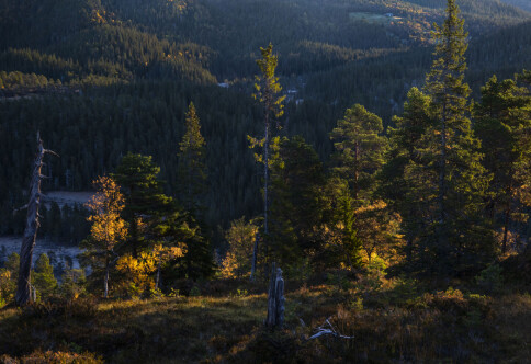 Skal prøve å berge den skandinaviske barskogen