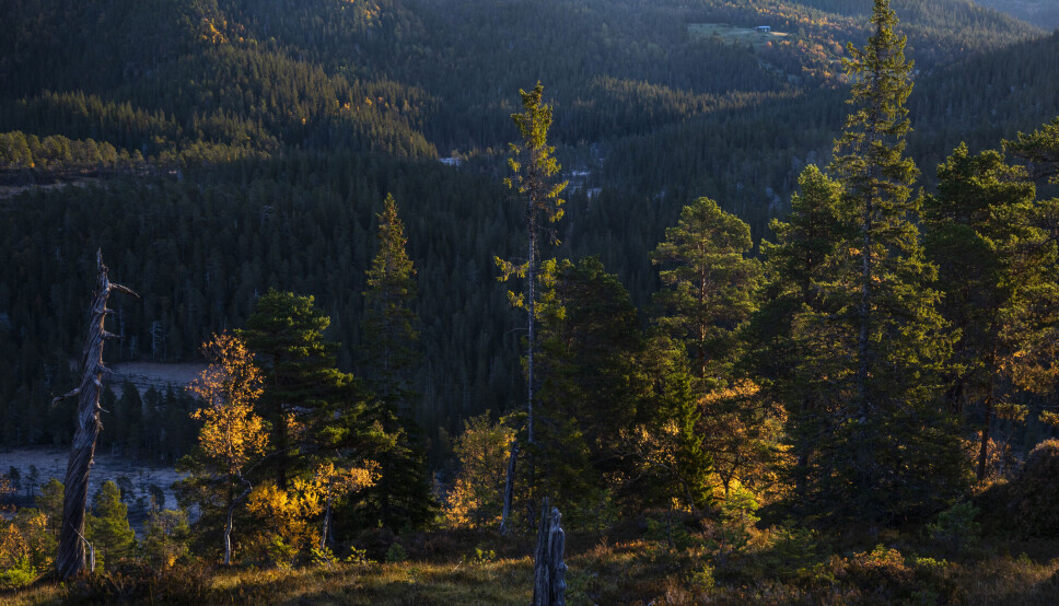 Klimaendringene har ført til at barskogen og dyrene som lever der er under press.