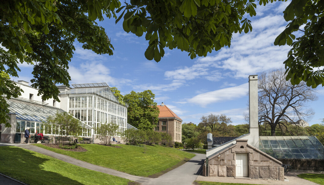 Botanisk hage på Tøyen i Oslo. Ein del eksotiske vekster må vera innomhus, og planen var eit stort, nytt veksthus. Per no er planen skrinlagd.
