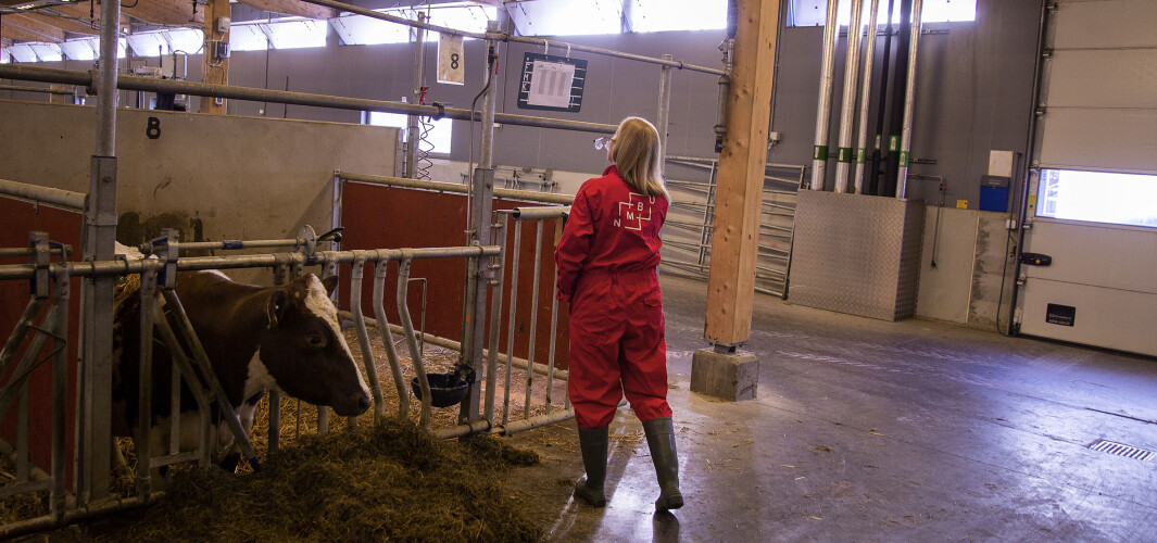 Hets i sosiale medier er et nytt fenomen som har forsterket utfordringene for veterinærene. Veterinærhøgskolen skal nå forberede studentene sine bedre på dette, framover, sier dekan Anne Storset. Foto fra fjøset ved NMBU i Ås. Hets i sosiale medier er et nytt fenomen som har forsterket utfordringene for veterinærene. Veterinærhøgskolen skal nå forberede studentene sine bedre på dette, framover, sier dekan Anne Storset. Foto fra fjøset ved NMBU i Ås.