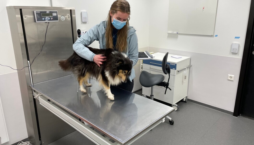 Leder av Veterinærforeningens studentforening, og femte års student ved Veterinærhøgskolen, Sunniva Bjormo, er assistent på dyresykehuset knyttet til Veterinærhøgskolen og NMBU. Leder av Veterinærforeningens studentforening, og femte års student ved Veterinærhøgskolen, Sunniva Bjormo, er assistent på dyresykehuset knyttet til Veterinærhøgskolen og NMBU.