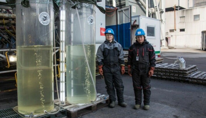 OECD har trukket fram Grønn plattform som en «mission» i Norge. UiT og smelteverket Finnfjord AS har fått midler gjennom ordningen og har vist at alger kan være løsningen på lønnsom CO2-fangst og utnyttelse. Tommy Hansen/UiT OECD har trukket fram Grønn plattform som en «mission» i Norge. UiT og smelteverket Finnfjord AS har fått midler gjennom ordningen og har vist at alger kan være løsningen på lønnsom CO2-fangst og utnyttelse. Tommy Hansen/UiT