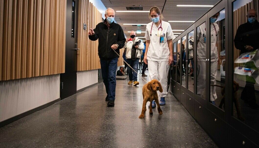 Søkertallene for 2022 viser at veterinærfagene har dårligst kjønnsbalanse. Veterinærhøgskolen ved NMBU i Ås har over 500 kvinnelige søkere, mot 40 menn. Her er hunden Balder til behandling på dyreklinikken. Søkertallene for 2022 viser at veterinærfagene har dårligst kjønnsbalanse. Veterinærhøgskolen ved NMBU i Ås har over 500 kvinnelige søkere, mot 40 menn. Her er hunden Balder til behandling på dyreklinikken.