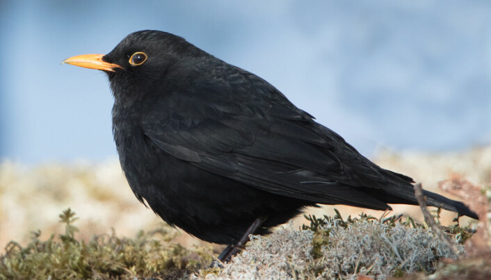 Svarttrast er ein av fleire norske trastefuglar. Fuglen er omlag hundre gram tung.
