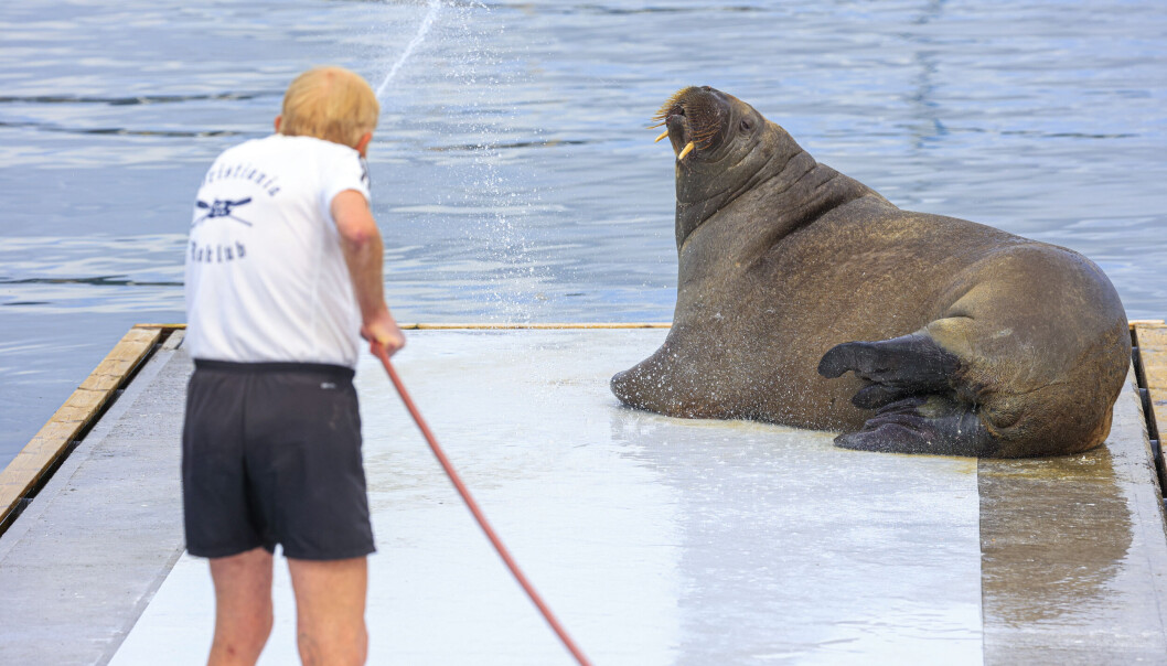 Hvalrossen Freya er på plass i Oslo. Dette bildet er tatt mandag denne uken. Hvor den nesten 600 kilo tunge sjøgigantens vei går videre, er det bare hun som vet. Hvalrossen Freya er på plass i Oslo. Dette bildet er tatt mandag denne uken. Hvor den nesten 600 kilo tunge sjøgigantens vei går videre, er det bare hun som vet.
