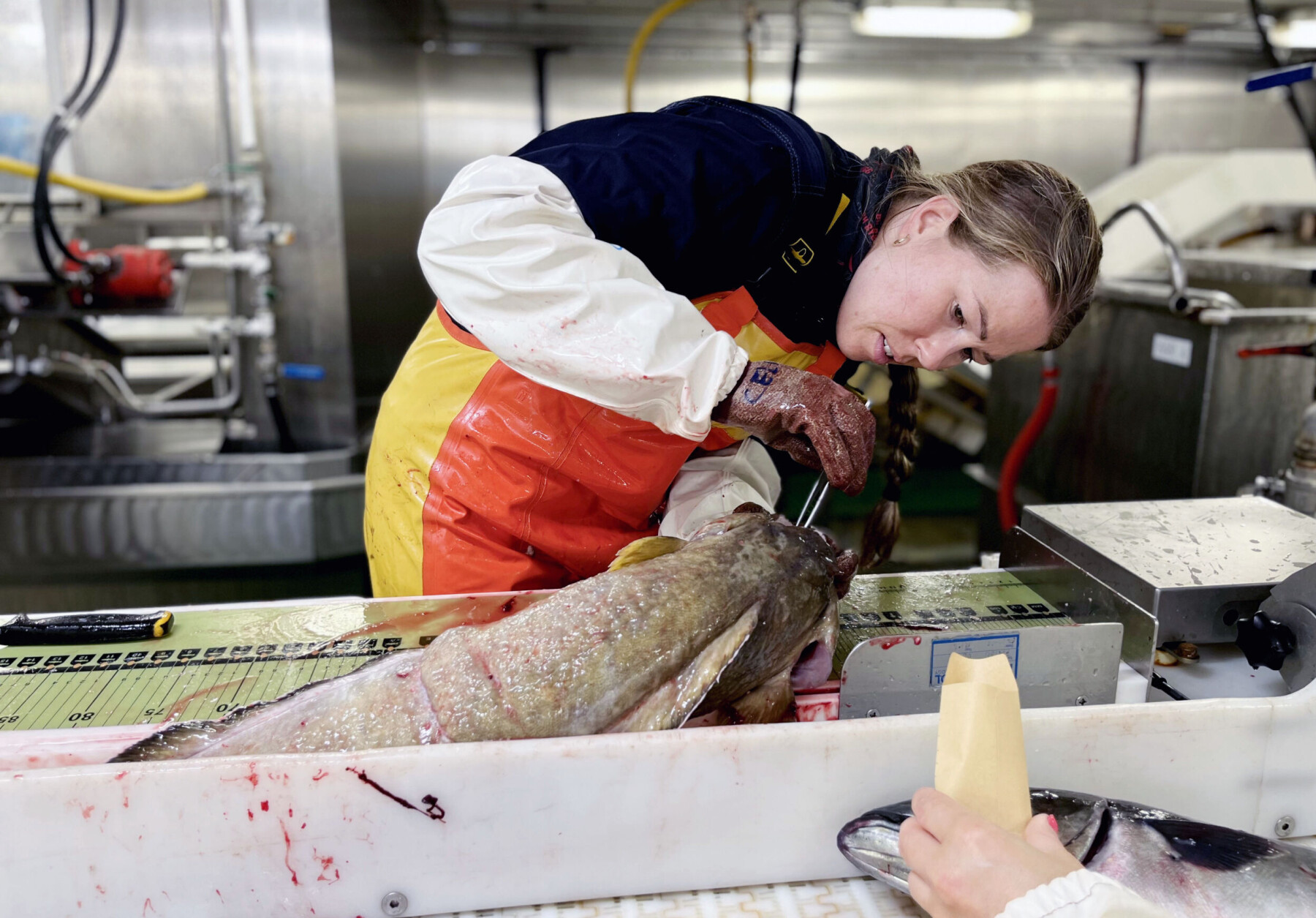 Marinbiolog Celina Eriksson Bjånes plukkar rutinert ut øyresteinane frå ei brosme. Øyresteinane, eller otolittane, blir kalla fisken sin ferdskrivar. Frå dei kan forskarane få informasjon om alder, vekst, diett, vandringsmønster, kjønnsmodning og mangt anna. Tidlegare har norske og russiske forskarar møttest til «otolitt-workshop» for å utføre det omstendelege analysearbeidet. Marinbiolog Celina Eriksson Bjånes plukkar rutinert ut øyresteinane frå ei brosme. Øyresteinane, eller otolittane, blir kalla fisken sin ferdskrivar. Frå dei kan forskarane få informasjon om alder, vekst, diett, vandringsmønster, kjønnsmodning og mangt anna. Tidlegare har norske og russiske forskarar møttest til «otolitt-workshop» for å utføre det omstendelege analysearbeidet.