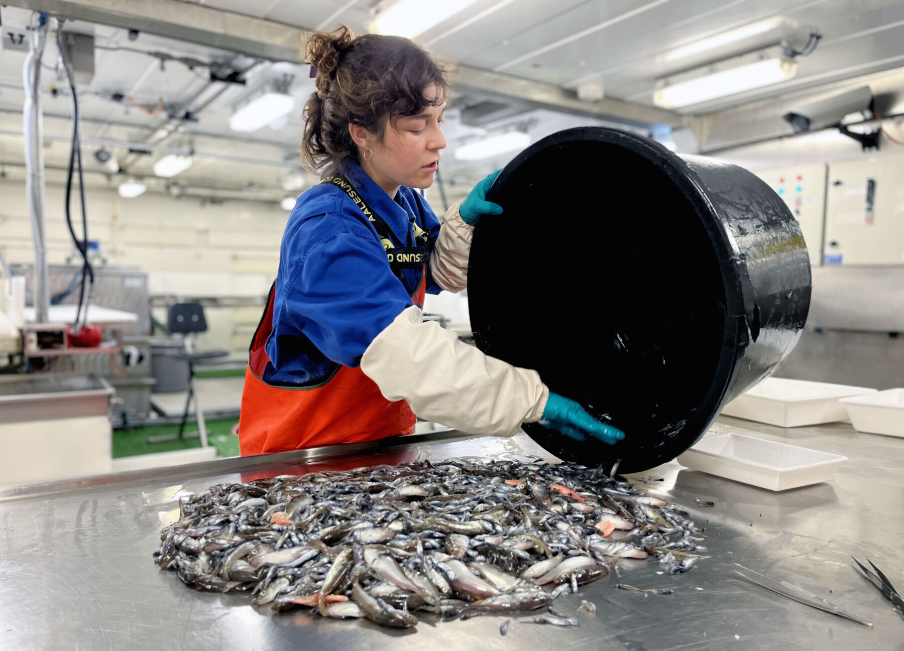 Nokre av fagfolka frå Havforskingsinstituttet er på tokt fleire månader i året. Lea Hellenbrecht, opphavleg frå det «djupe» fastlandet midt i Tyskland, er blitt eit havmenneske. Her sorterer ho yngel av mellom anna torsk og hyse, to av dei viktige fiskeslaga som veks opp i Barentshavet. Nokre av fagfolka frå Havforskingsinstituttet er på tokt fleire månader i året. Lea Hellenbrecht, opphavleg frå det «djupe» fastlandet midt i Tyskland, er blitt eit havmenneske. Her sorterer ho yngel av mellom anna torsk og hyse, to av dei viktige fiskeslaga som veks opp i Barentshavet.