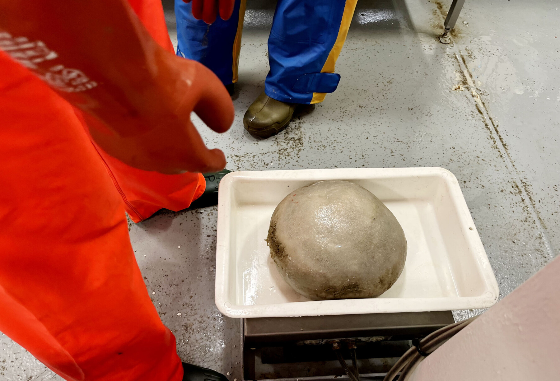 På botnen av Barentshavet er svampane talrike. Dei er enkle organismar med ein viktig funksjon fordi dei levere av å filtrere, og dermed reinse, enorme mengder vatn. På botnen av Barentshavet er svampane talrike. Dei er enkle organismar med ein viktig funksjon fordi dei levere av å filtrere, og dermed reinse, enorme mengder vatn.