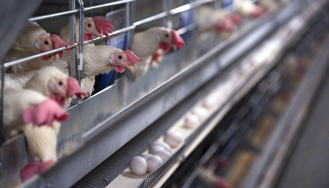 Bøndene har betalt avgift til forskning på eggproduksjon, men det har det vært lite av etter at forsøkshusene ble flyttet for noen år siden. Bøndene har betalt avgift til forskning på eggproduksjon, men det har det vært lite av etter at forsøkshusene ble flyttet for noen år siden.